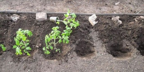 Kada posaditi paradajz ispod filma